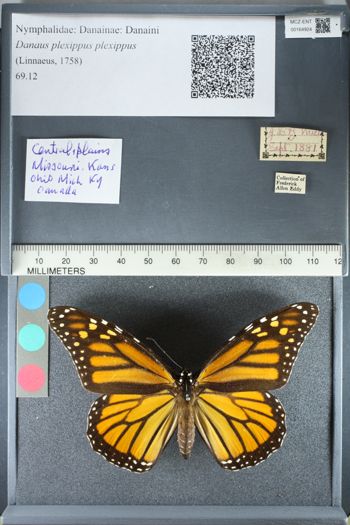 Media type: image;   Entomology 164924